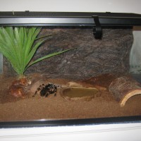 My first tarantula (cage setup visible)