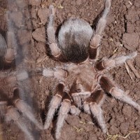 G. pulchra?