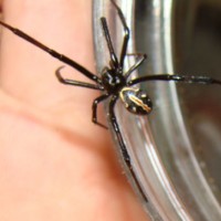 Latrodectus