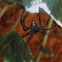 Latrodectus