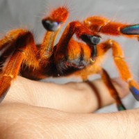 My OBT