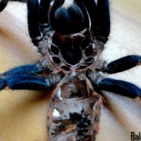 Chromatopelma cyaneopubescens