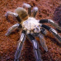 E. murinus