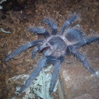 Lasiodora Parahybana