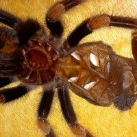 B. Smithi (2.5 inch)