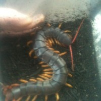 Scolopendra subpinipes Vietnam