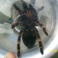 B. smithi