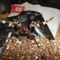 N cromatis