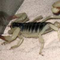 Hadrurus Obscurus