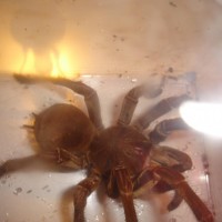 Theraphosa...