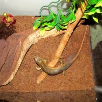 African Skink