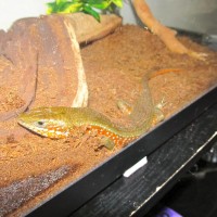 African Skink