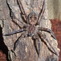 Dolomedes Okefinokensis