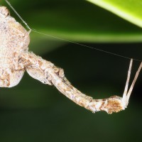 Uloborus plumipes