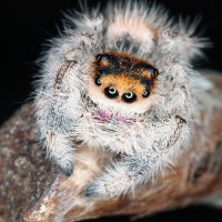 Phidippus regius