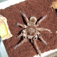 Theraphosa Stirmi