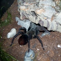 Pamphobeteus antinous juv. Female