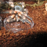 Brachypelma smithi