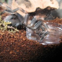 Brachypelma smithi