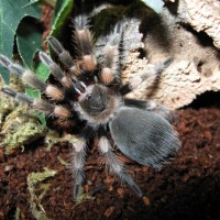 Brachypelma smithi