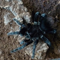 Pamphobeteus antinous  Female