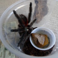 Avicularia versicolor