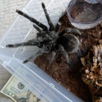 Grammostola pulchra