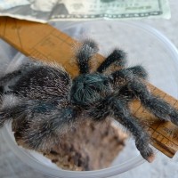 Avicularia metallica 5 inch