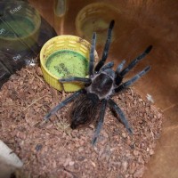 brachypelma