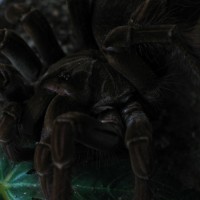 Theraphosa stirmi