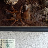 Theraphosa stirmi