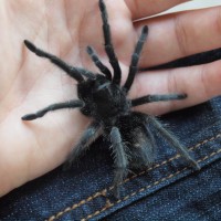 Grammostola Pulchra