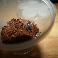 Gramastola Pulchripes slings