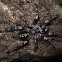 Poecilotheria　subfusca high