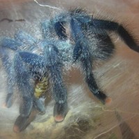 Morgan  - recently molted