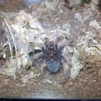 Chromatopelma Cyaneopubescens