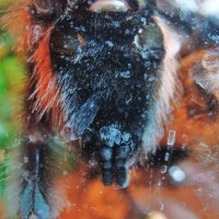 Avicularia versicolor -- female? (1)