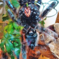 Avicularia versicolor -- female? (2)