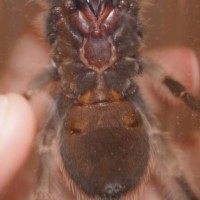 B smithi M/F?