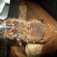 G. Pulcripes M/F