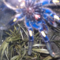 Poecilotheria Metallica Ultimate male?