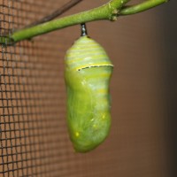 Danaus plexippus