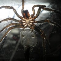 Male/female 2" smithi