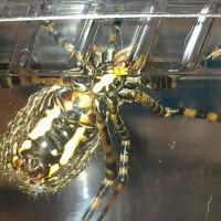 Argiope trifasciata, from below