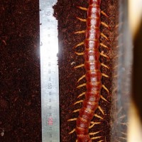 my centipede
