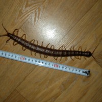 centipede