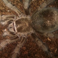 G. pulchra?