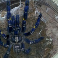 Poecilotheria metallica