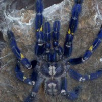 Poecilotheria metallica