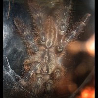 Poecilotheria regalis